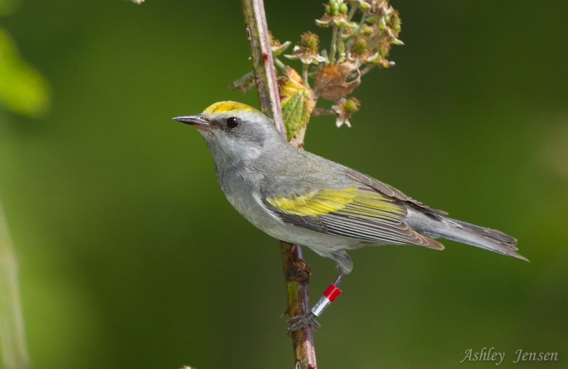 An adult female Golden-winged Warbler perched on a grass stem with a bright red color band and an aluminum band on the left leg. Photo Ashley Jensen