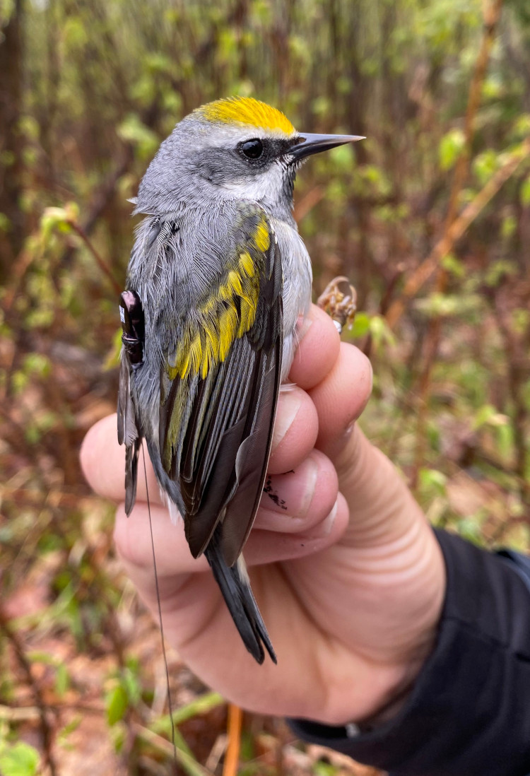 A Nano-tagged female Golden-winged Warbler carefully held in a hand.Photo: Emily Filiberti