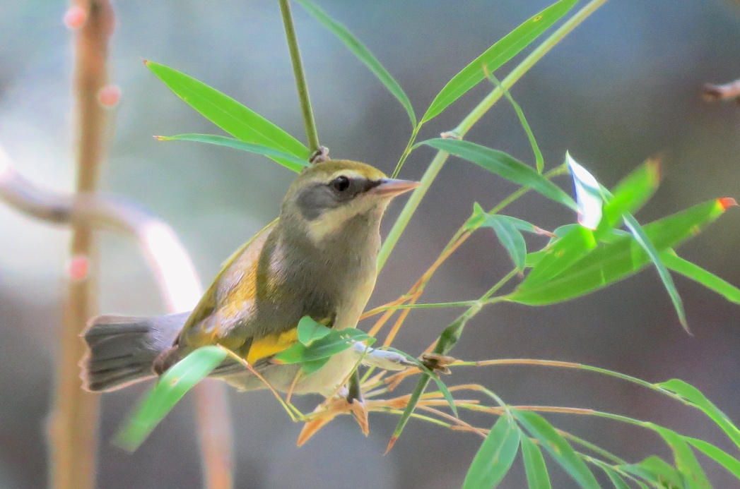 A female Golden-winged Warbler searches for insects in a bamboo-like plant somewhere in Central America. Photo Ruth Bennett
